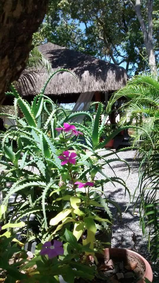 Chalé Oasis Praia do Forte Exterior foto